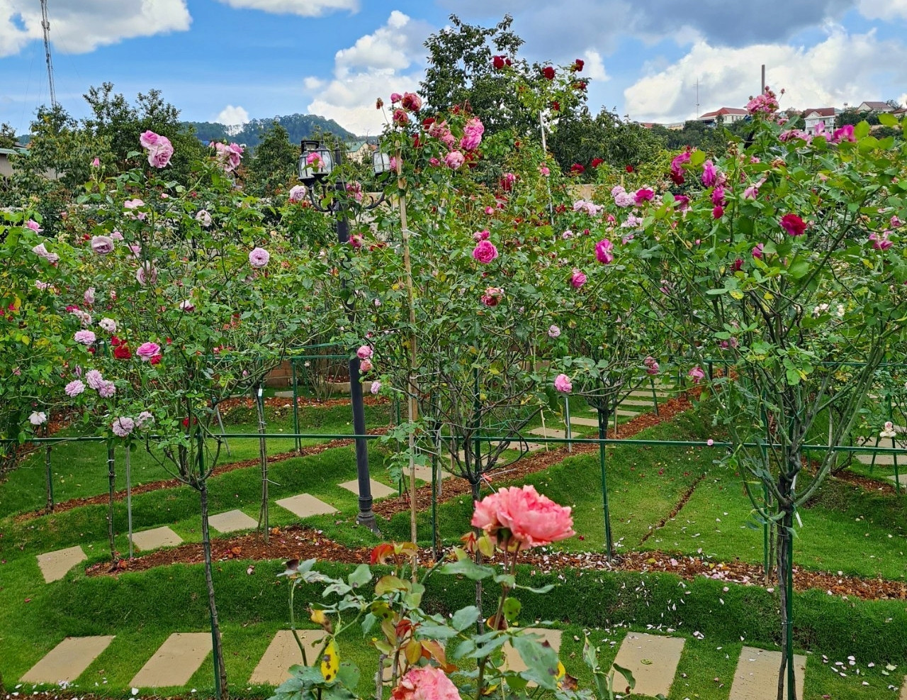 Vườn hoa hồng 4 tỷ đồng của người phụ nữ từng 34 năm đi ở trọ