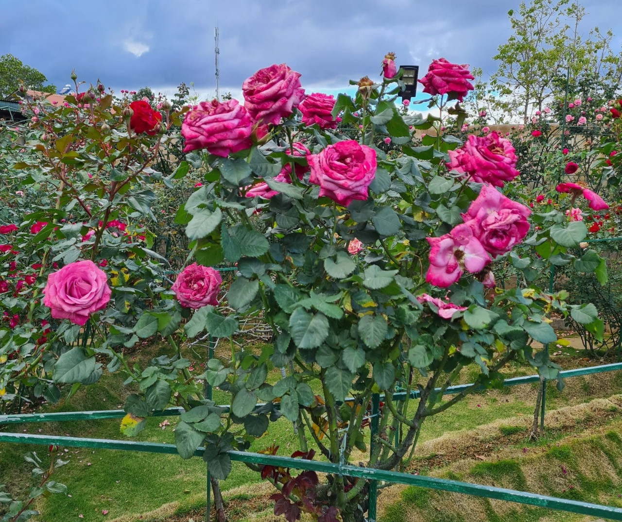 Hãy khám phá không gian tuyệt vời và bình yên của vườn hoa hồng tuyệt đẹp này! Hương thơm mát mẻ của các loại hoa và màu sắc đa dạng của chúng sẽ khiến bạn cảm thấy thư giãn và thăng hoa.