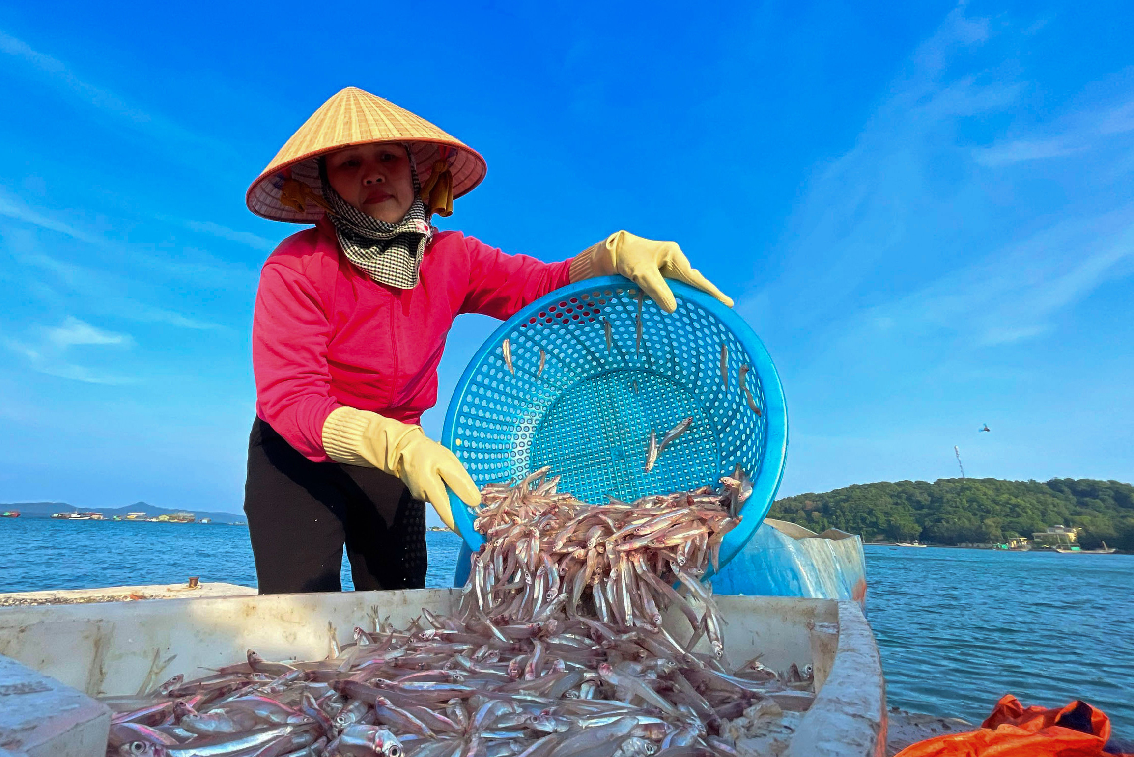 Mùa cá cơm trên đảo Thanh Lân, mỗi ngày thu hàng chục triệu đồng