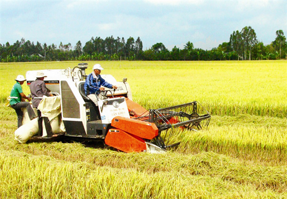Hậu Giang tập trung xây dựng thành công 5 nông sản chủ lực