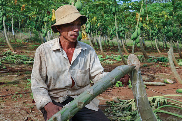 Vườn đu đủ sắp thu hoạch bị kẻ xấu chặt phá không thương tiếc