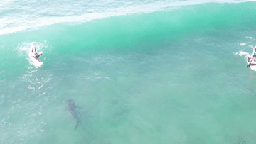 Hoảng hồn phát hiện cá mập bơi sát chân khách lướt sóng