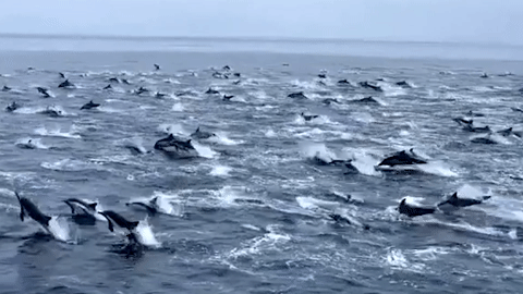 Ngắm khoảnh khắc đàn cá heo hàng trăm con 'nhảy múa' ngoài bờ biển