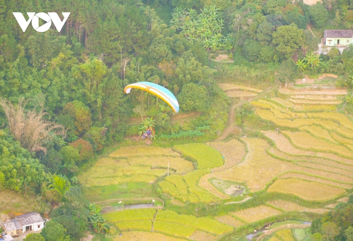 paragliding over golden rice terrace fields in northern vietnam picture 5
