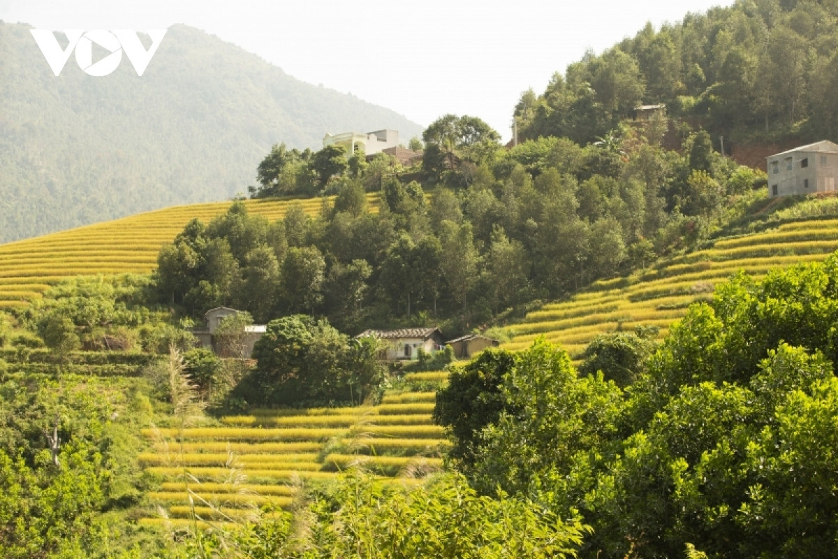 paragliding over golden rice terrace fields in northern vietnam picture 1