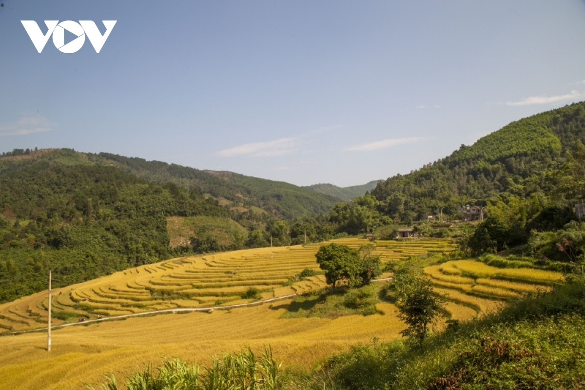 paragliding over golden rice terrace fields in northern vietnam picture 2