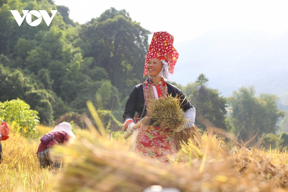 paragliding over golden rice terrace fields in northern vietnam picture 3