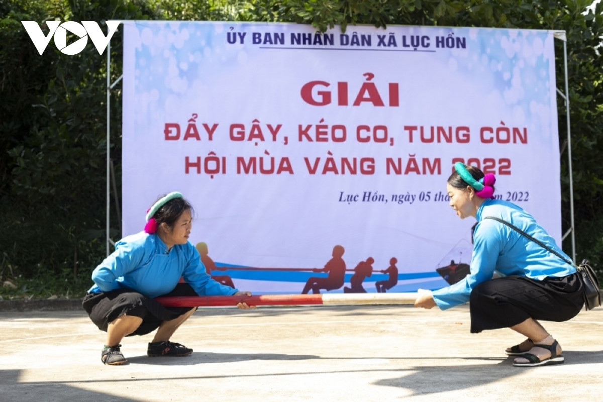 paragliding over golden rice terrace fields in northern vietnam picture 9