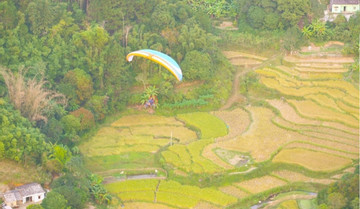 Paragliding over golden rice terrace fields in Northern Vietnam