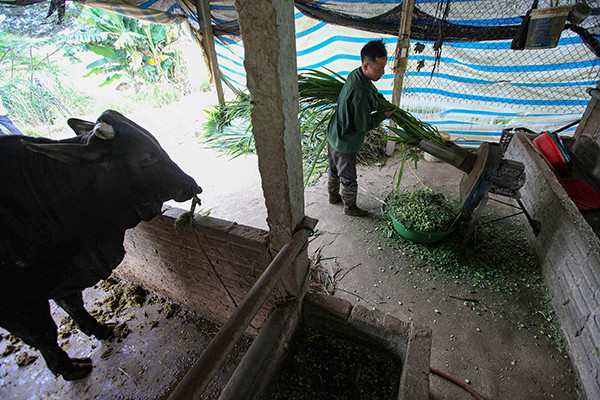 Những cách thức thoát nghèo đầy năng động của người dân huyện Văn Chấn