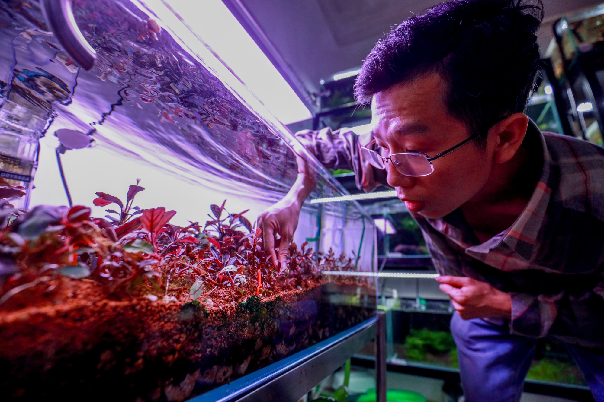 Thú chơi cây thủy sinh đắt đỏ, 