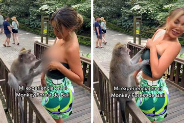 Video khỉ Bali kéo áo 'sàm sỡ' du khách hoa hậu không thương tiếc