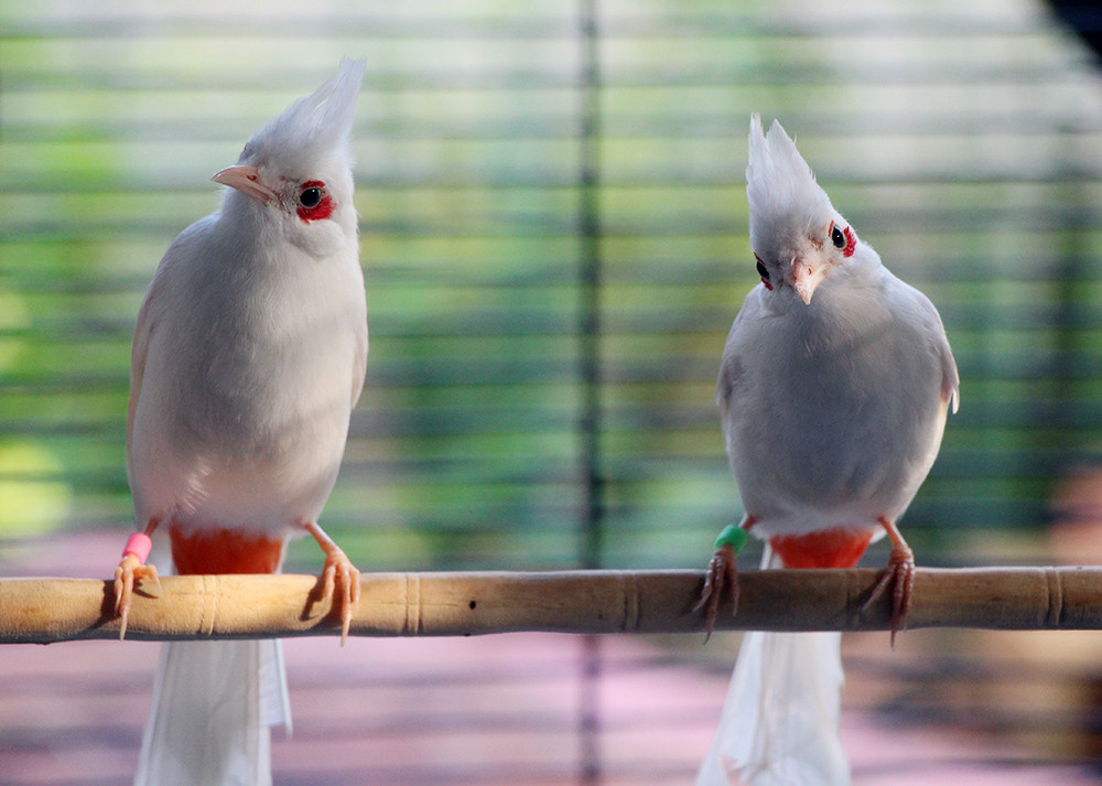 Chim chào mào – Cách nuôi, nguồn gốc và đặc điểm