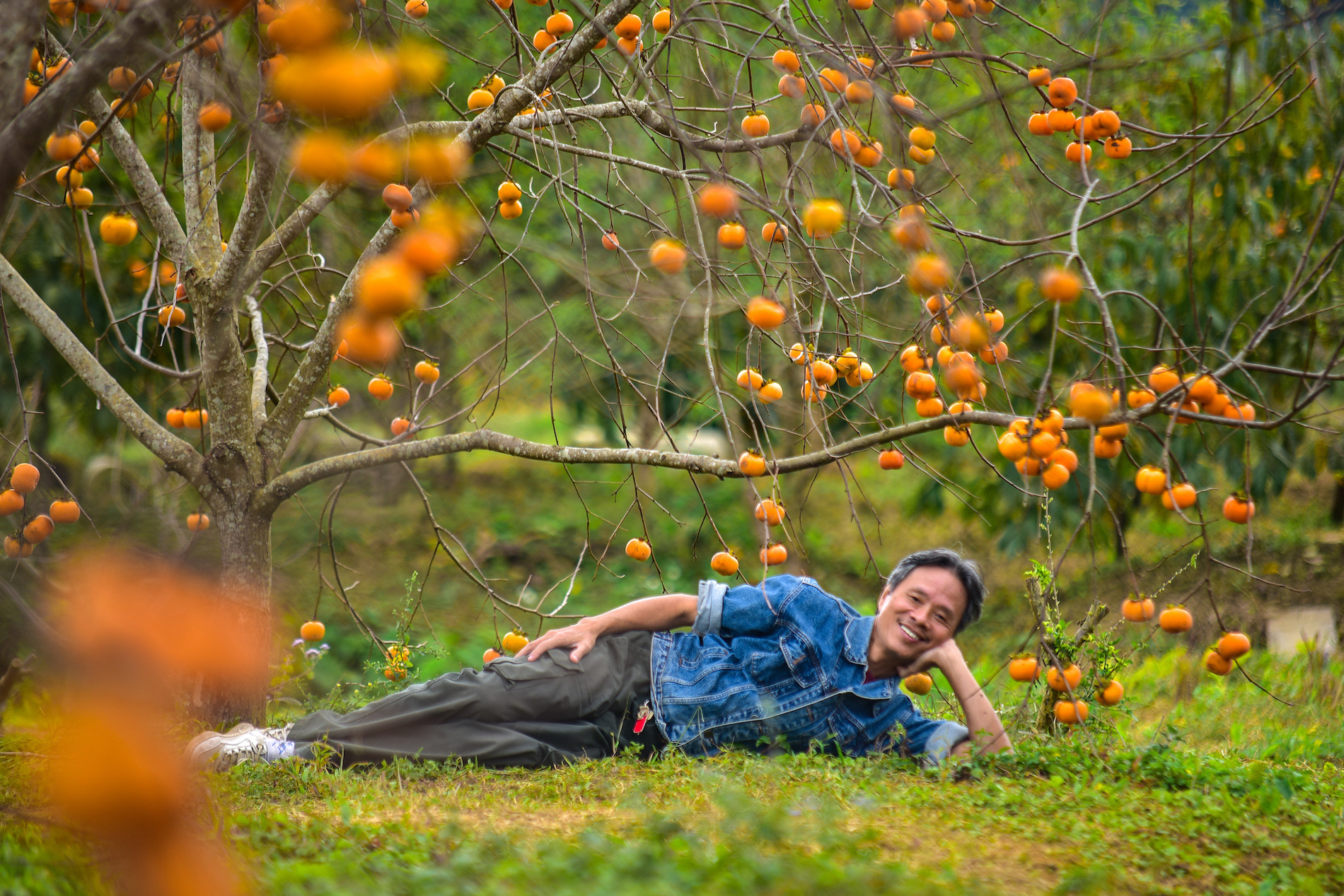 Hoa mận đã nhàm, du khách chuyển sang chụp ảnh với hồng ngâm ở Mộc Châu