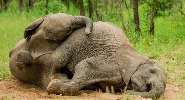 Đàn voi bị nghi say rượu, hàng chục con nằm ngủ la liệt bên bìa rừng - 1