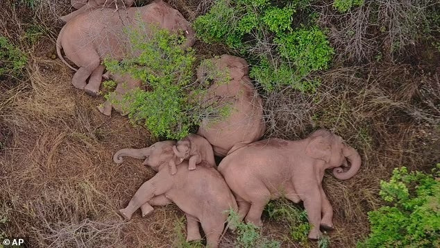 Đàn voi bị nghi say rượu, hàng chục con nằm ngủ la liệt bên bìa rừng - 2