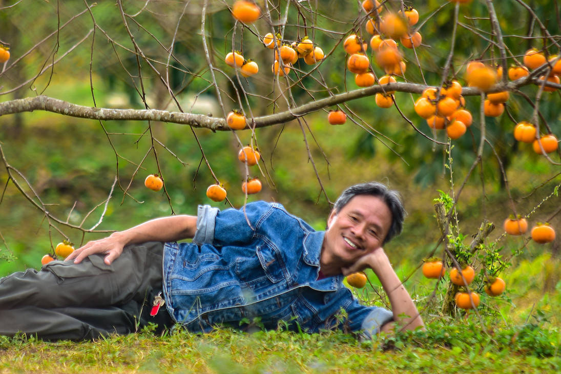 Hoa mận đã nhàm, du khách chuyển sang chụp ảnh với hồng ngâm ở Mộc Châu