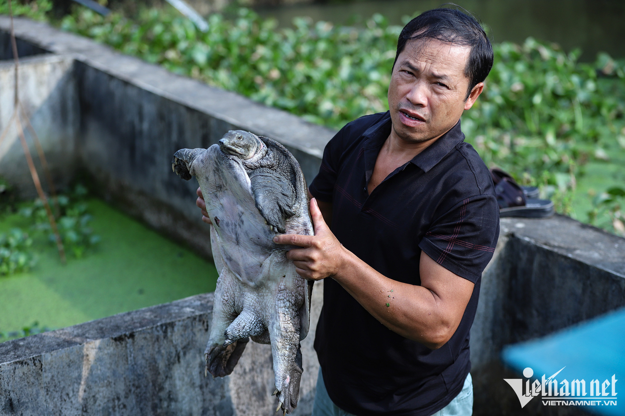 Farmer gets rich from breeding turtles