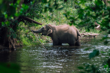 Chi 55 tỷ đồng chấm dứt du lịch cưỡi voi tại Đắk Lắk