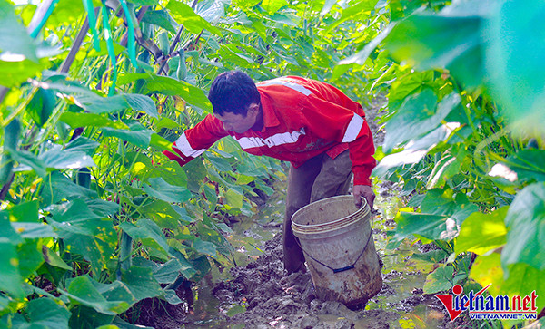 Thâm canh dưa trên đất lúa, nông dân 'hái' tiền triệu