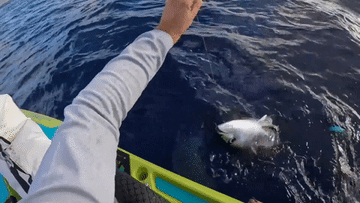 Ngư dân choáng váng khi bị cá mập xé xác cá ngừ ngay trên tay