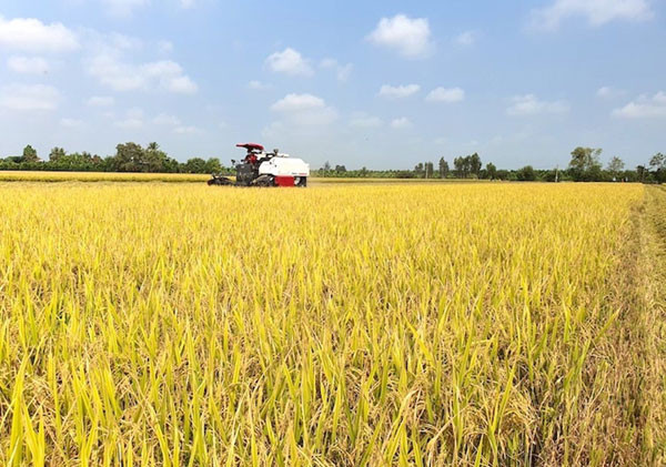 Vietnam rice prices gain top spot on global markets