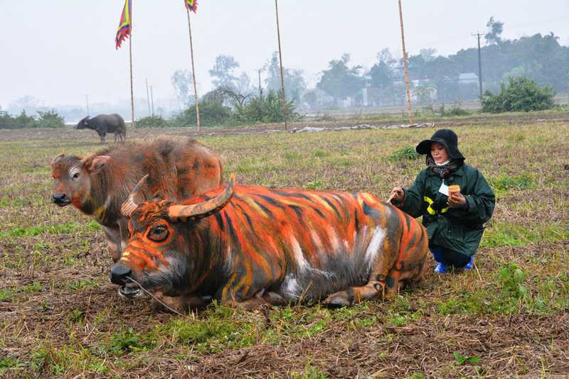 Trâu hóa hổ cho ngày lễ Tịch điền năm Dần - 3