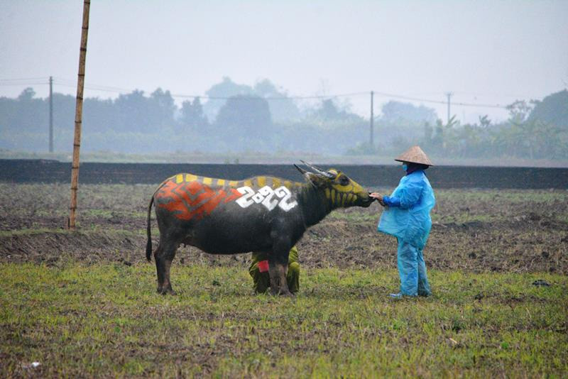 Trâu hóa hổ cho ngày lễ Tịch điền năm Dần - 2
