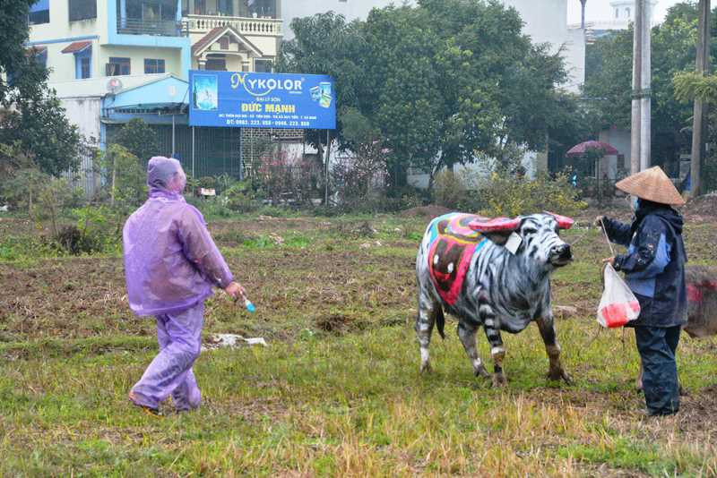 Trâu hóa hổ cho ngày lễ Tịch điền năm Dần - 4