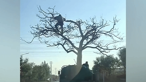 'Hết hồn' với cách người đàn ông giữ thăng bằng cho cây trong lúc vận chuyển