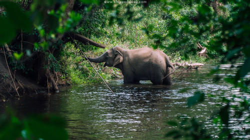 Dak Lak to spend money to end elephant-riding tours
