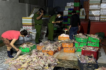Phát hiện hơn 2,2 tấn gà chết chuẩn bị đưa ra thị trường tiêu thụ