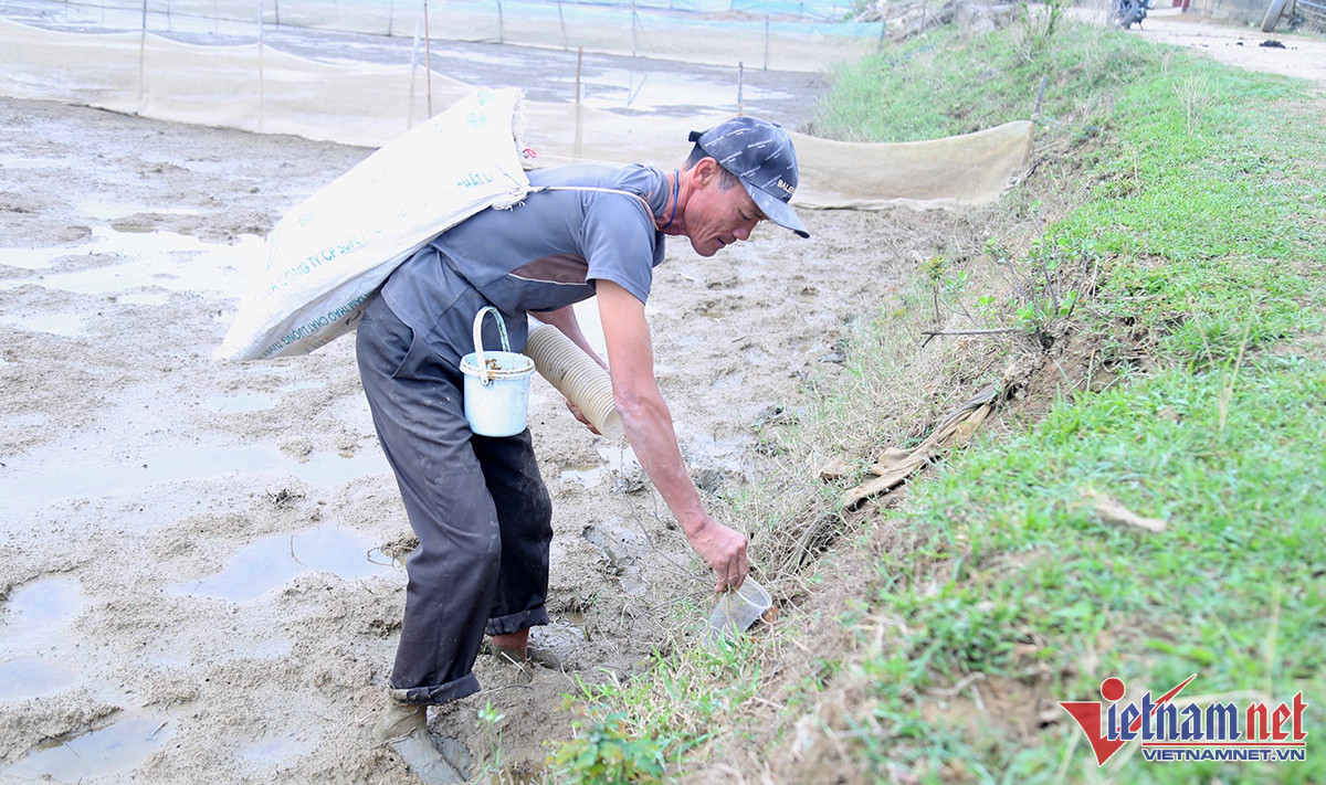 Thợ săn Nghệ An tiết lộ bí quyết bắt loài nhiều chân, chạy nhanh như gió