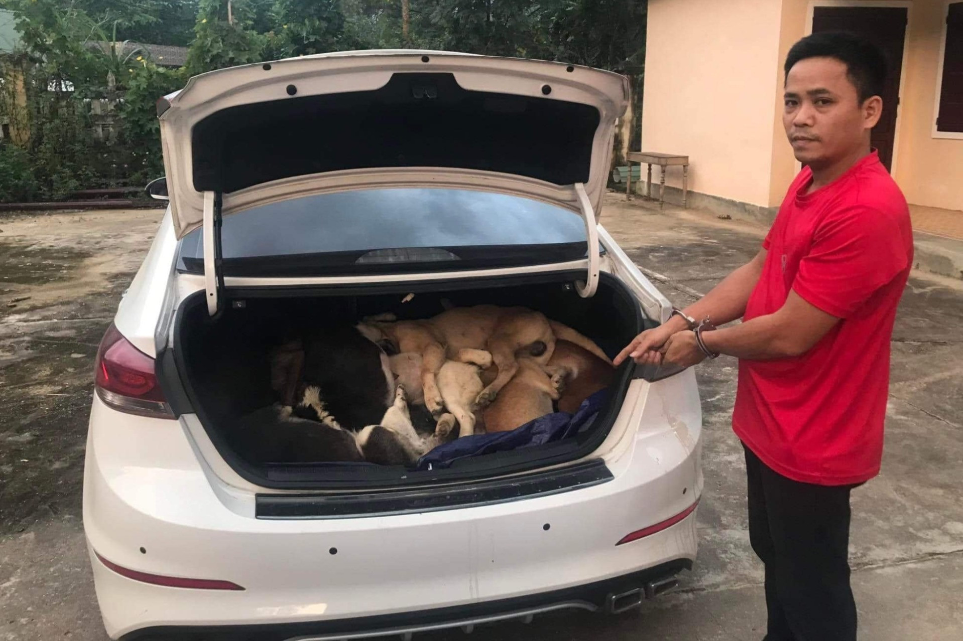 Những con chó bị đánh bả trong cốp xe ô tô của ông giám đốc