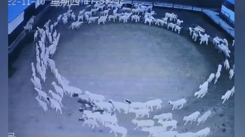 Bí ẩn đàn cừu trăm con bỗng nhiên đi vòng tròn liên tục trong 12 ngày