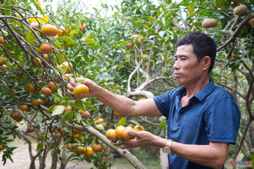 Không còn phụ thuộc thương lái, nông dân trồng cam Vân Đồn thu tiền triệu mỗi ngày