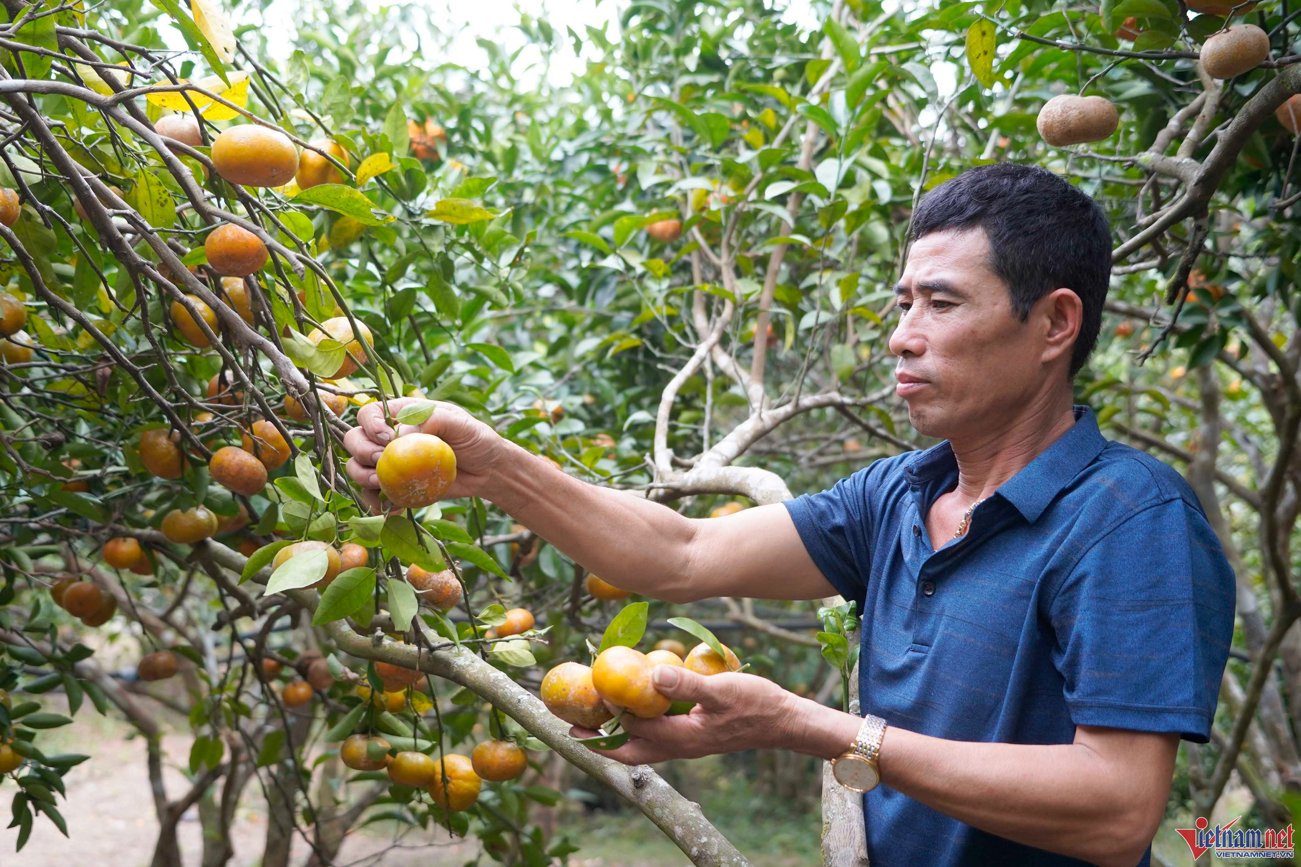 Không còn phụ thuộc thương lái, nông dân trồng cam Vân Đồn thu tiền triệu mỗi ngày