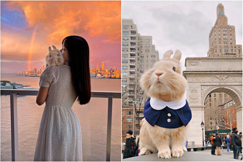 Chú thỏ nổi tiếng 'rần rần' sau chuyến vi vu nước Mỹ sang chảnh cùng cô chủ xinh đẹp