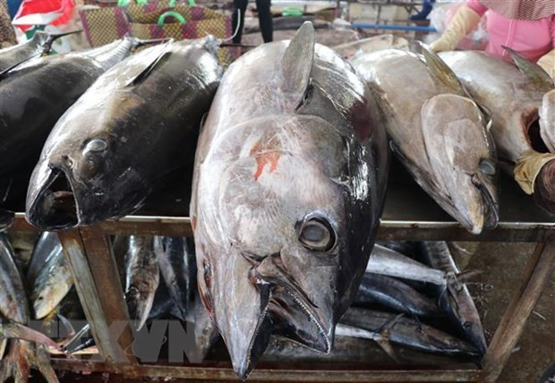 Tuna, squid, octopus export sets new records hinh anh 1