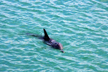 Xuất hiện cá heo bơi gần bờ ở đảo Cô Tô