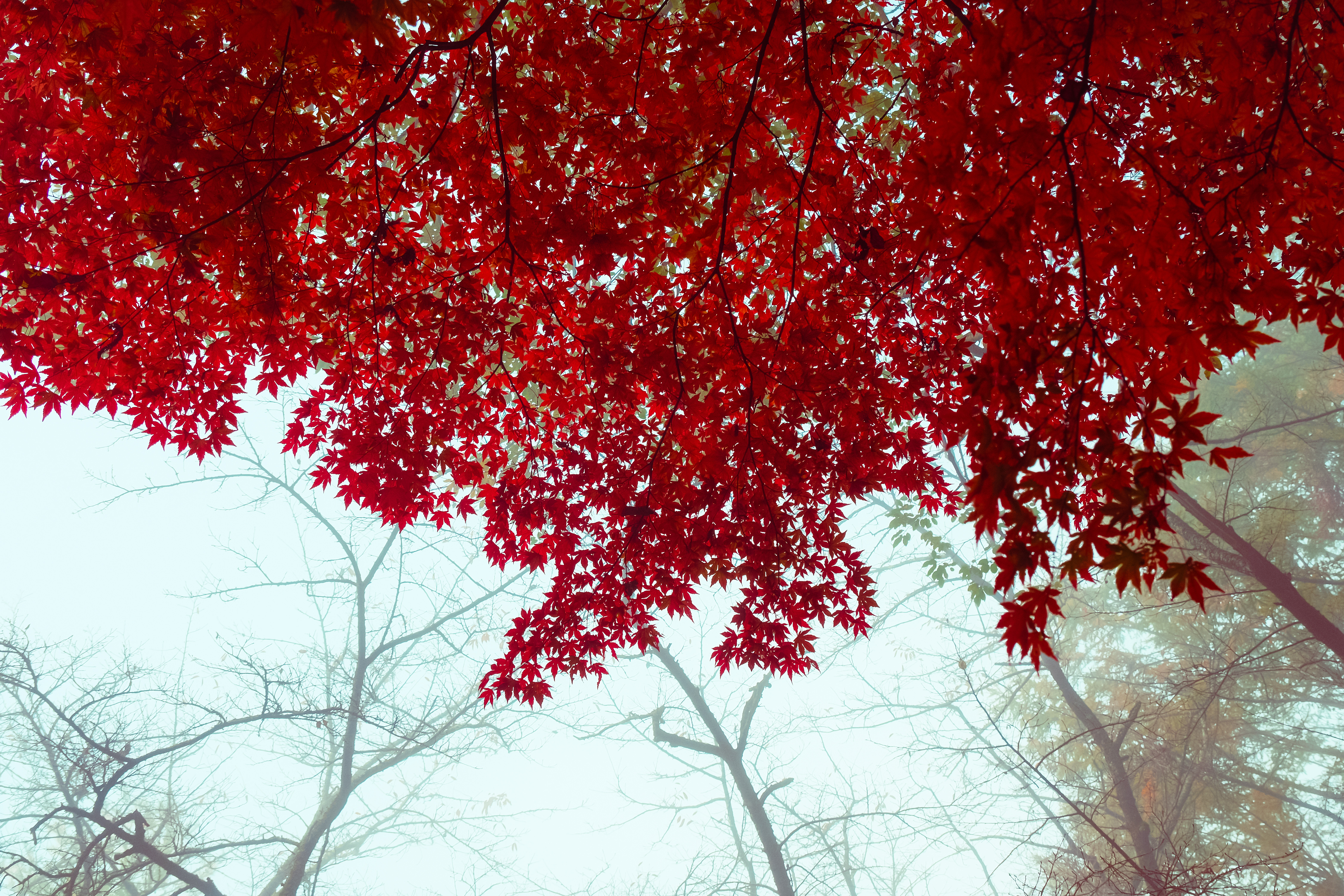 Buổi sáng mùa thu Nhật Bản đẹp 'ma mị' qua ống kính của chàng trai Việt