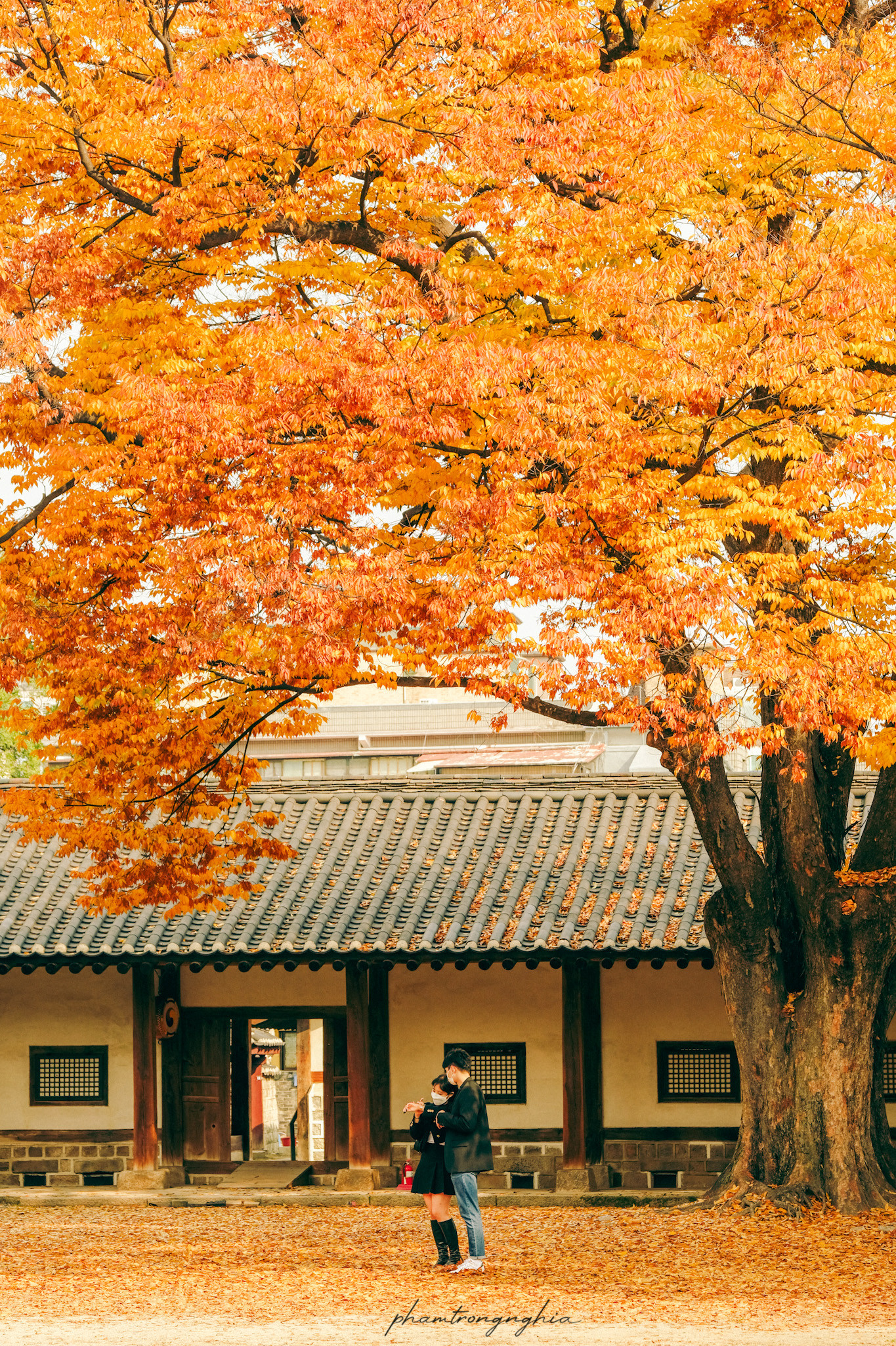 Bộ ảnh mùa thu Hàn Quốc đẹp lịm tim qua ống kính của chàng trai Việt