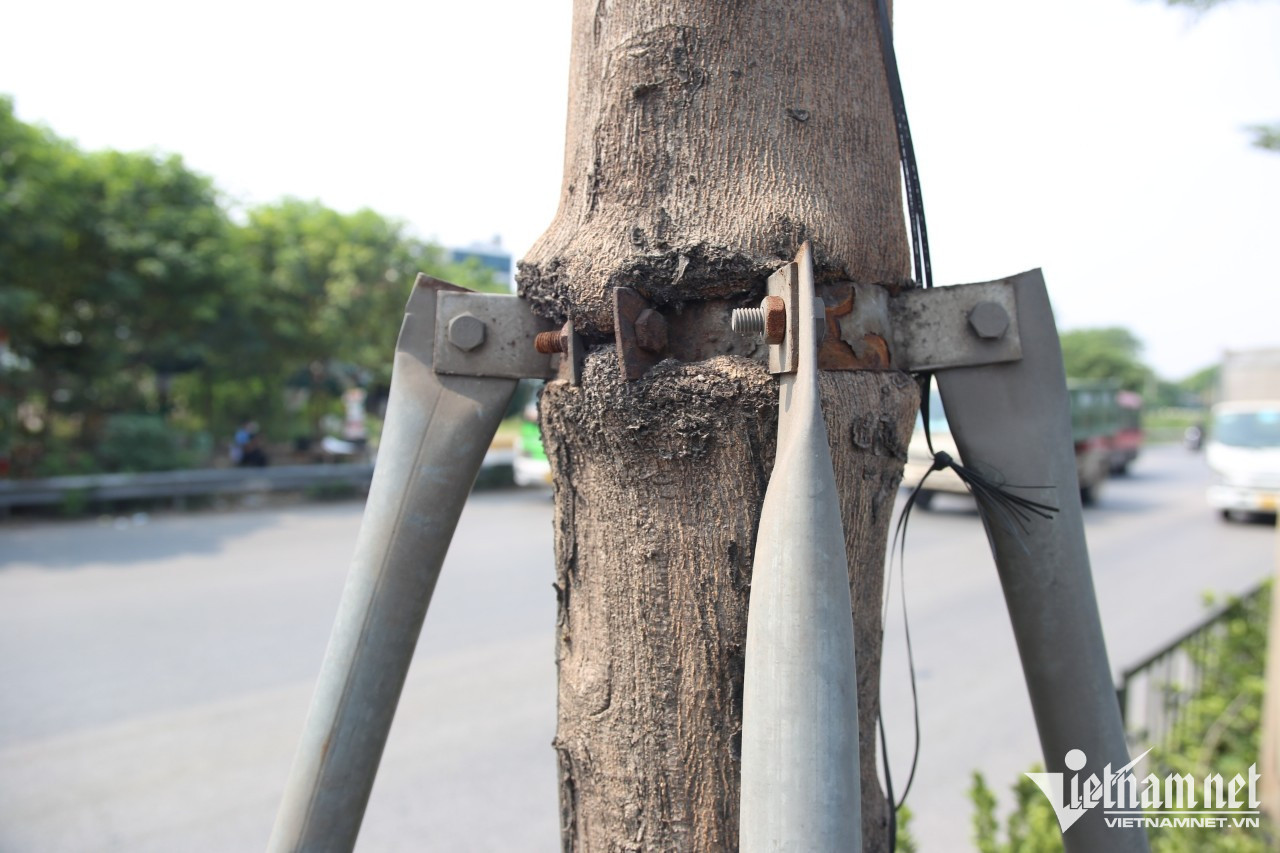 Hà Nội tháo ‘vòng kim cô’ cho 600 cây xanh