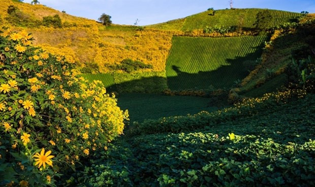 Festival-goers given chance to paraglide over extinct volcano hinh anh 1