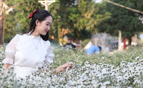 Du khách Sài Gòn bay ngàn cây số check-in vườn cúc hoạ mi nở rộ ở Hà Nội