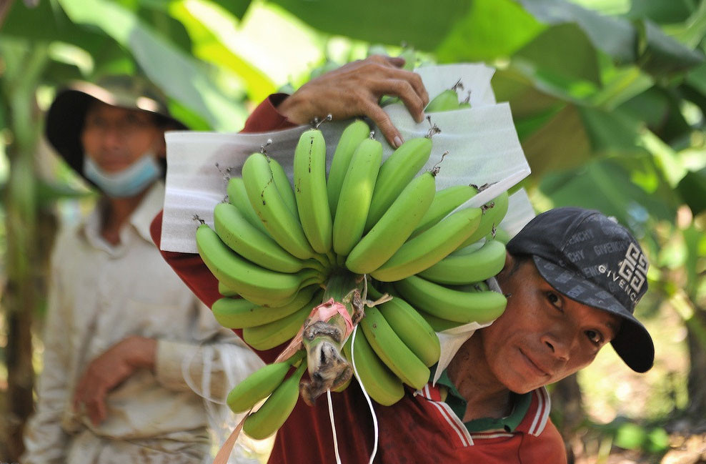 Trung Quốc 'ăn hàng', giá chuối tăng gấp đôi