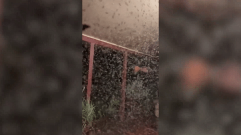 Hãi hùng cảnh đàn muỗi khổng lồ tấn công vào nhà sau cơn mưa