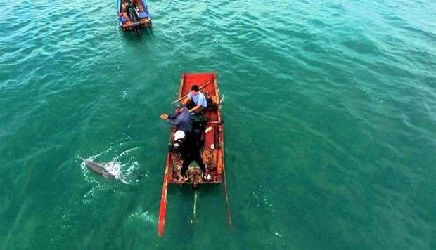 Quang Ninh: Stranded dolphin rescued in Co To hinh anh 1