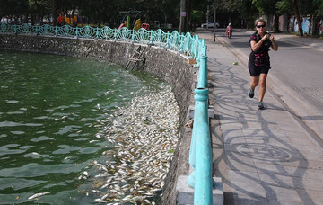 Hanoi tries to improve West Lake water to save fish