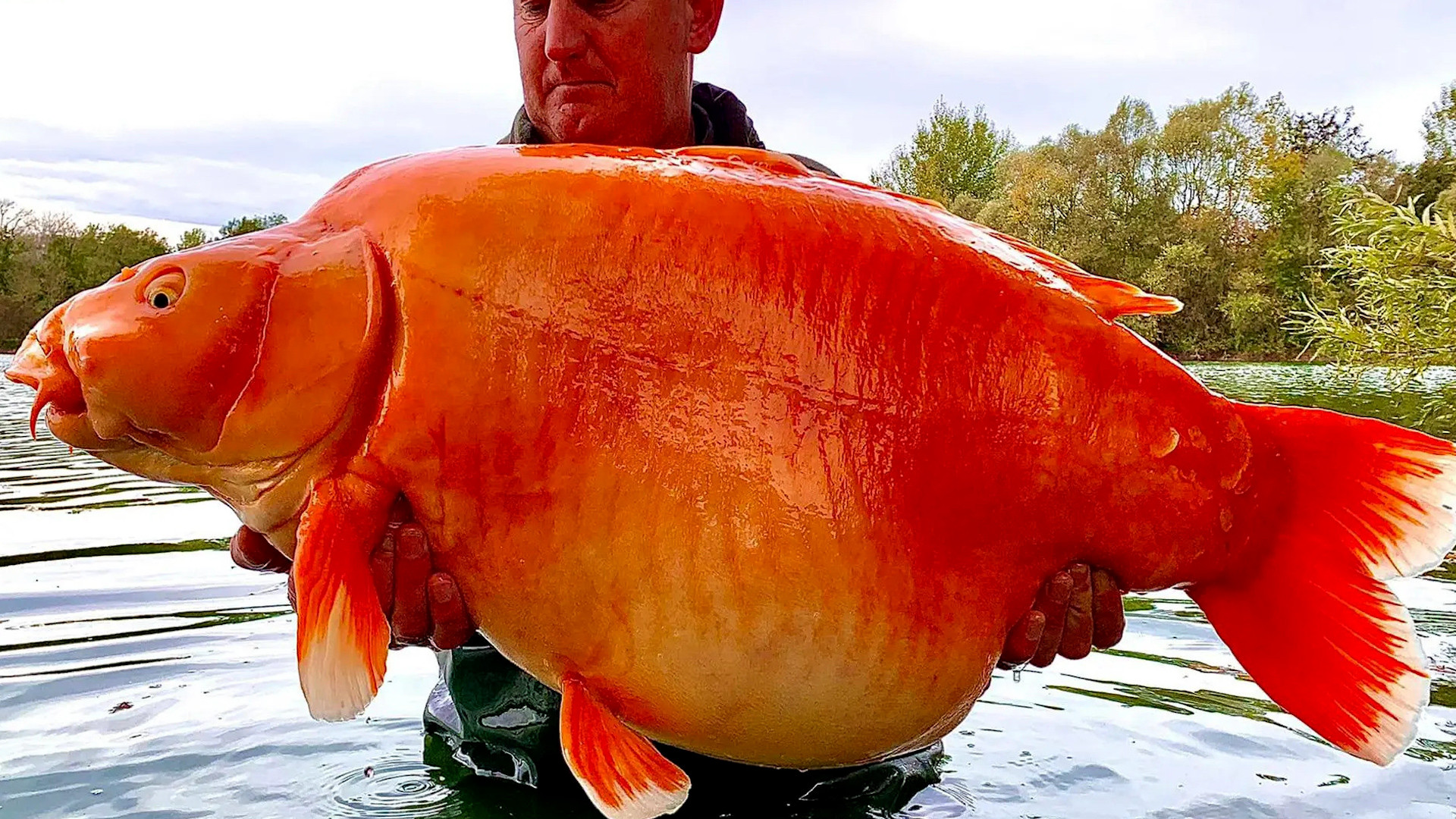 Cần thủ câu được cá vàng khổng lồ nặng nhất thế giới